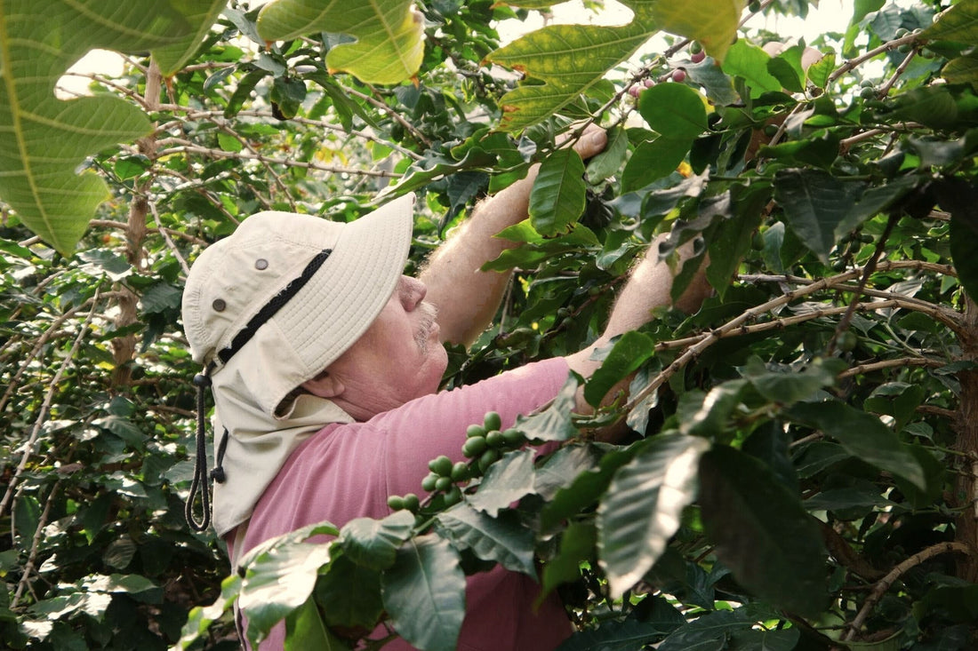 Suso raccoglie a mano le drupe mature nella sua finca nel sud di Gran Canaria, fra le foglie della pianta di caffe'