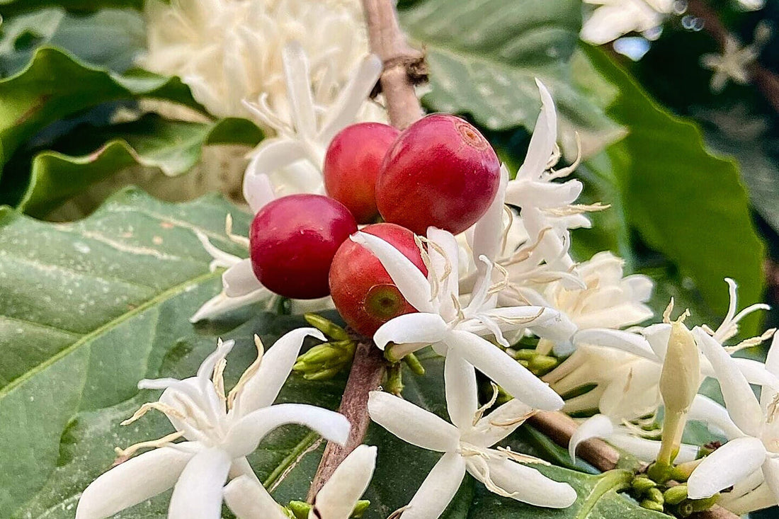 Un ramo di caffè con i fiori bianchi aperti e le ciliegie rosse mature sullo stesso nodo, fotografato nella finca