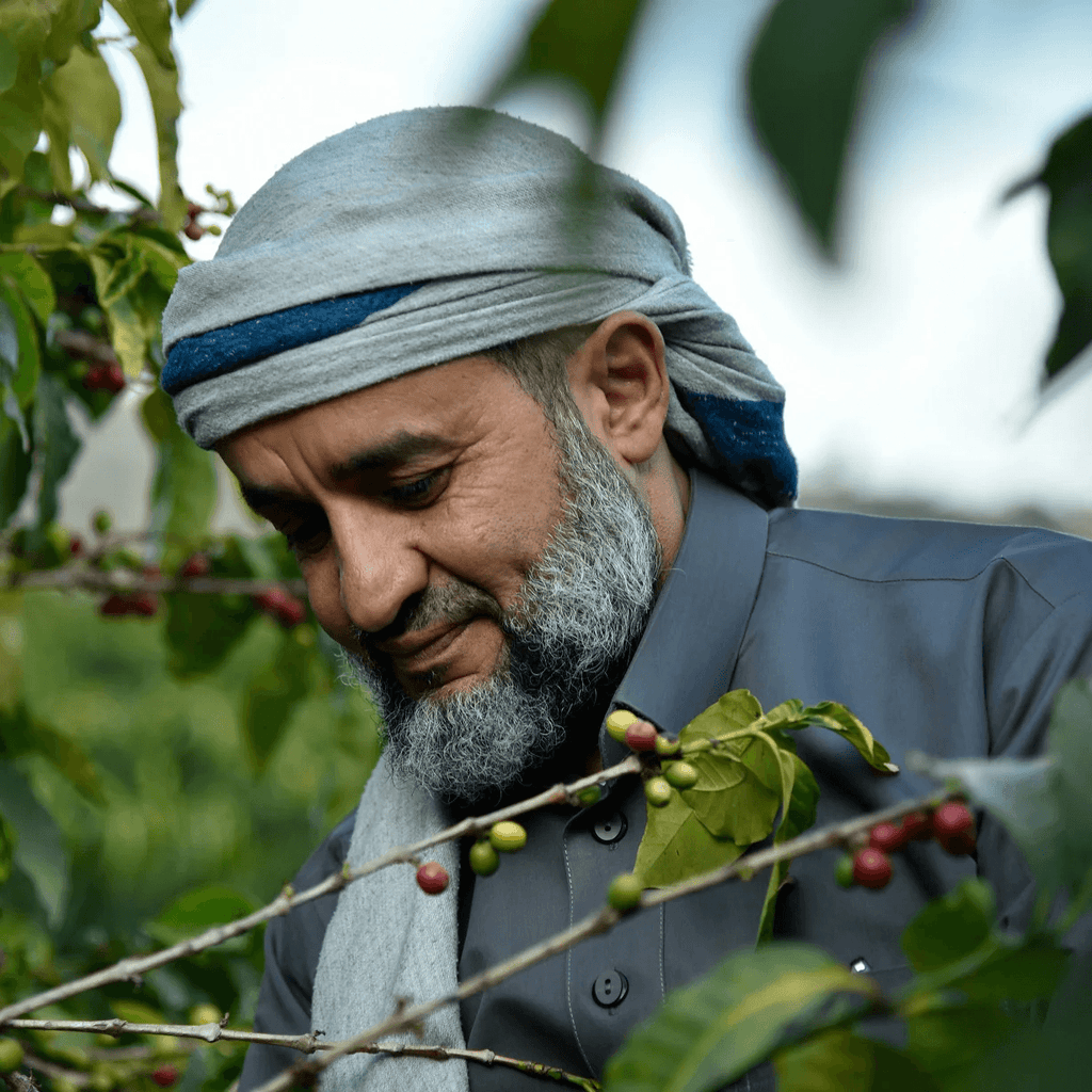 Cascara Qishir 🇾🇪 Yemen