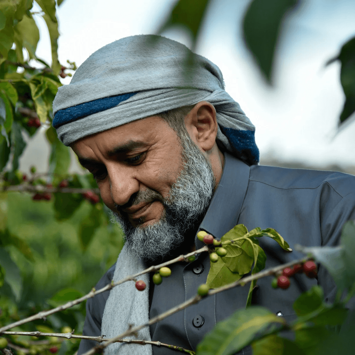 Cascara Qishir 🇾🇪 Yemen
