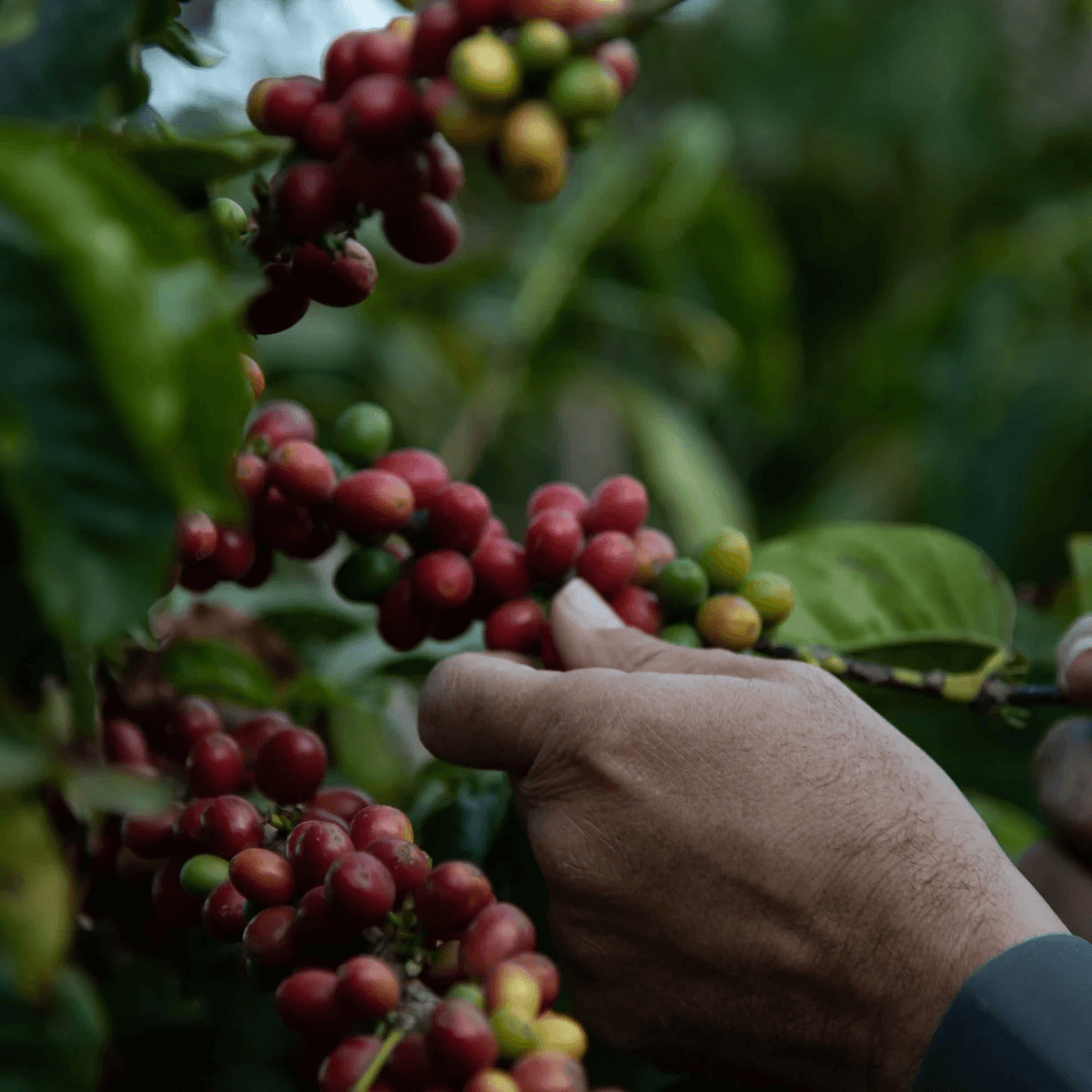 Cascara Qishir 🇾🇪 Yemen