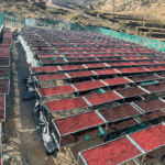 Cascara Qishir 🇾🇪 Yemen - immagine 5